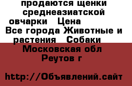 продаются щенки среднеазиатской овчарки › Цена ­ 30 000 - Все города Животные и растения » Собаки   . Московская обл.,Реутов г.